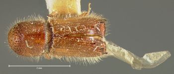 Media type: image;   Entomology 1015 Aspect: habitus dorsal view